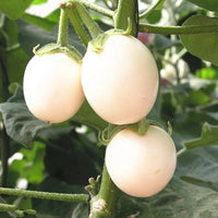 Weiß Eggplant Samen zum Pflanzen  Seed for Flavorful Gemüses in Your Home Garden
