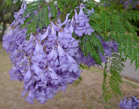 Lila Jacaranda Blumensamen zur Aussaat – leuchtend Blüten – Traditionssorte & ohne Gentechnik Samen Hausgarten