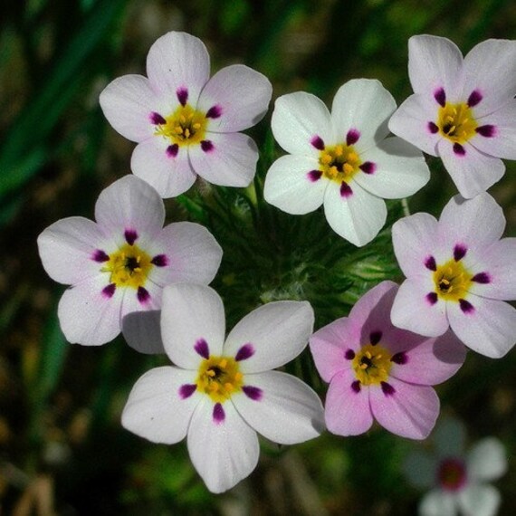 Mischung Leptosiphon Blumensamen zur Aussaat – pflegeleicht – Traditionssorte & ohne Gentechnik Samen Hausgarten