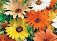 African Daisy Kapkörbchen spp Gemischt Blumensamen zur Aussaat Blume Beet