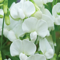 Pea Blumensamen zur Aussaat kompakt Wuchs Traditionssorte & ohne Gentechnik Samen Hausgarten