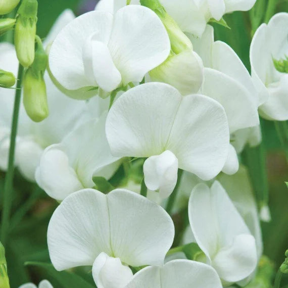 Pea Blumensamen zur Aussaat kompakt Wuchs Traditionssorte & ohne Gentechnik Samen Hausgarten