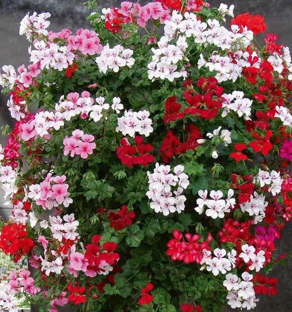 Gemischt kletternd Geranie Samen zur Aussaat – Traditionssorte ohne Gentechnik Blumen Hausgarten