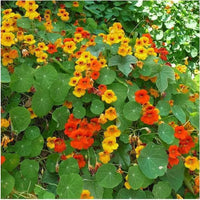 Orange hängend Kapuzinerkresse Samen Blumensamen zur Aussaat leuchtend Blüten Traditionssorte & ohne Gentechnik Samen Hausgarten