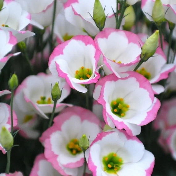 Sapphire Rosa Lisianthus (Lisianthus) Blumensamen zur Aussaat Anzucht Traditionssorte & ohne Gentechnik Samen Hausgarten
