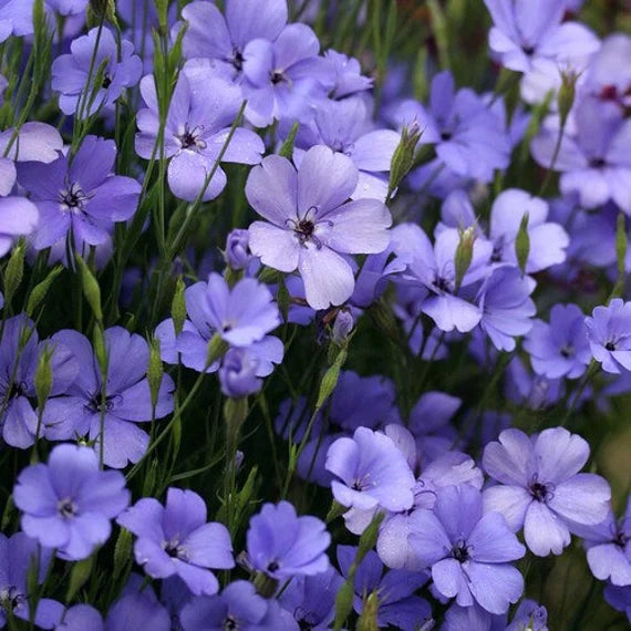 Blau Oculata Blumensamen zur Aussaat – leuchtend Blüten – Traditionssorte & ohne Gentechnik Samen Hausgarten
