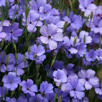 Blau Oculata Blumensamen zur Aussaat – leuchtend Blüten – Traditionssorte & ohne Gentechnik Samen Hausgarten