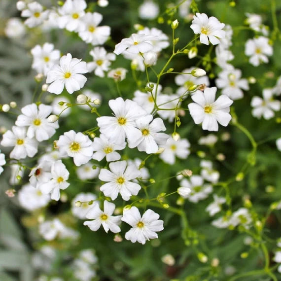 Weiß Gypsophila Samen zur Aussaat Samen Creating elegant Weiß Florals Garten
