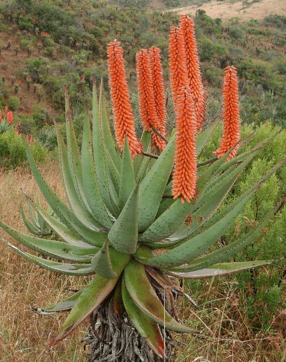 Aloe Blumensamen zur Aussaat – Anzucht – Traditionssorte & ohne Gentechnik Samen Hausgarten