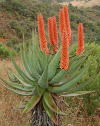 Aloe Blumensamen zur Aussaat – Anzucht – Traditionssorte & ohne Gentechnik Samen Hausgarten