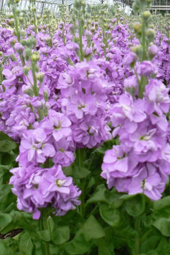 Lila Levkoje Incana Samen Blumensamen zur Aussaat Anzucht Traditionssorte & ohne Gentechnik Samen Hausgarten