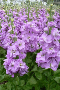 Lila Levkoje Incana Samen Blumensamen zur Aussaat Anzucht Traditionssorte & ohne Gentechnik Samen Hausgarten