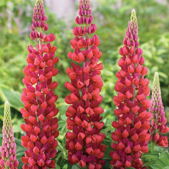 Rot Lupin Blumensamen zur Aussaat – robust Sorte – Traditionssorte & ohne Gentechnik Samen Hausgarten