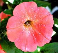 Orange Rot Petunie Blumensamen zur Aussaat leuchtend Garten Blüten Traditionssorte & ohne Gentechnik Samen Hausgarten