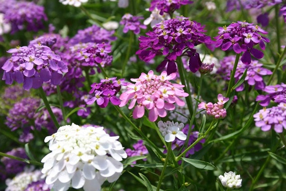 Lila & Rosa Iberis Candytuft Mischung Samen Garten