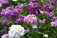 Lila & Rosa Iberis Candytuft Mischung Samen Garten