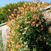Mina Lobata Blumensamen zur Aussaat leuchtend Blüten Traditionssorte & ohne Gentechnik Samen Hausgarten