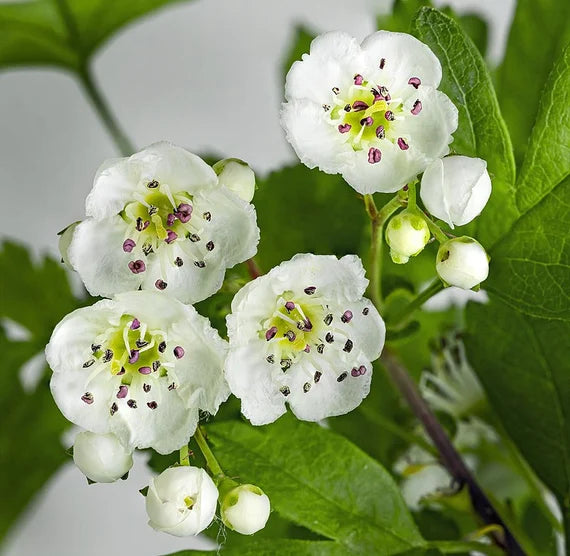 Monogyna Blumensamen zur Aussaat – Landhaus Garten wichtig – Traditionssorte & ohne Gentechnik Samen Hausgarten