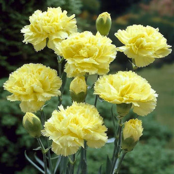 dunkel Gelb Nelke Blumensamen zur Aussaat Halbschatten verträglich Traditionssorte & ohne Gentechnik Samen Hausgarten