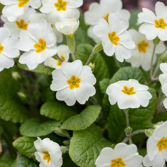 Weiß Primel Malacoides Blumensamen zur Aussaat saisonal Dauerblüher Traditionssorte & ohne Gentechnik Samen Hausgarten