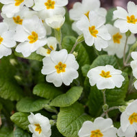 Weiß Primel Malacoides Blumensamen zur Aussaat saisonal Dauerblüher Traditionssorte & ohne Gentechnik Samen Hausgarten
