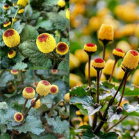Acmella Oleracea Blumensamen zur Aussaat – Schnitt Blume beliebt – Traditionssorte & ohne Gentechnik Samen Hausgarten