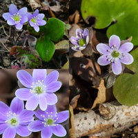 Hepatica Blumensamen zur Aussaat – sonnenliebend – Traditionssorte & ohne Gentechnik Samen Hausgarten