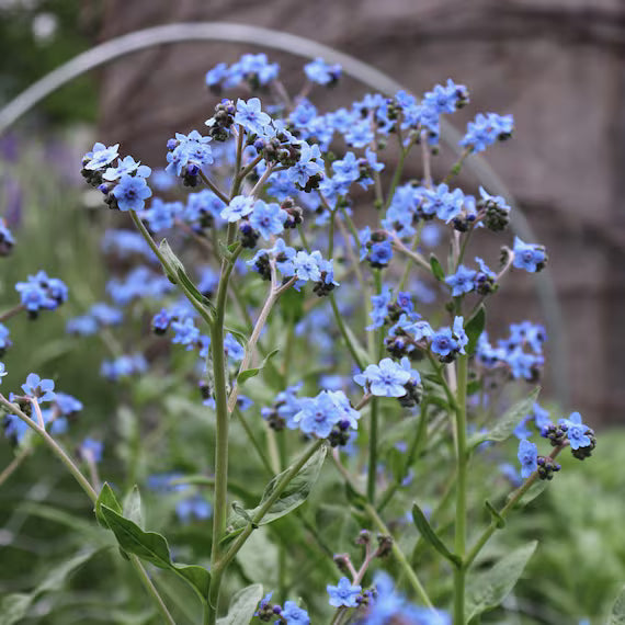 Cynoglossum Blumensamen zur Aussaat – robust Sorte – Traditionssorte & ohne Gentechnik Samen Hausgarten