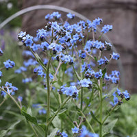 Cynoglossum Blumensamen zur Aussaat – robust Sorte – Traditionssorte & ohne Gentechnik Samen Hausgarten