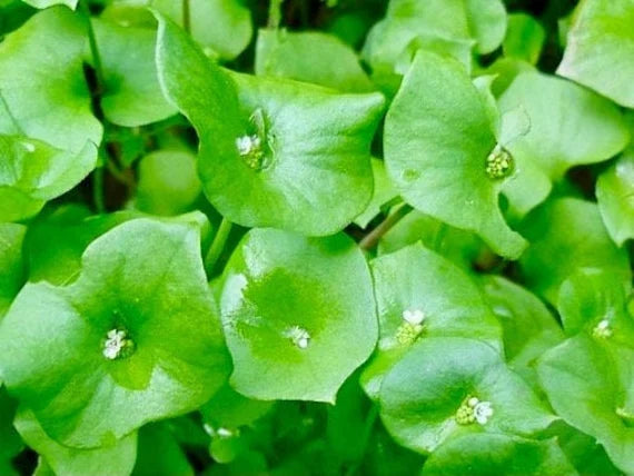 Grün Claytonia Blumensamen zur Aussaat – Schnitt Blume beliebt – Traditionssorte & ohne Gentechnik Samen Hausgarten