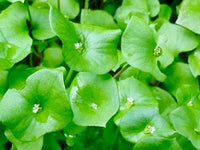 Grün Claytonia Blumensamen zur Aussaat – Schnitt Blume beliebt – Traditionssorte & ohne Gentechnik Samen Hausgarten