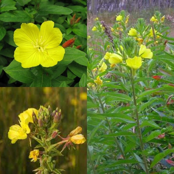 Oenothera Biennis Blumensamen zur Aussaat leuchtend Blüten Traditionssorte & ohne Gentechnik Samen Hausgarten