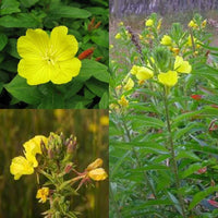 Oenothera Biennis Blumensamen zur Aussaat leuchtend Blüten Traditionssorte & ohne Gentechnik Samen Hausgarten