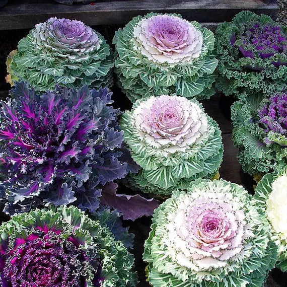 Lila Kale Blumensamen zur Aussaat Anzucht Traditionssorte & ohne Gentechnik Samen Hausgarten