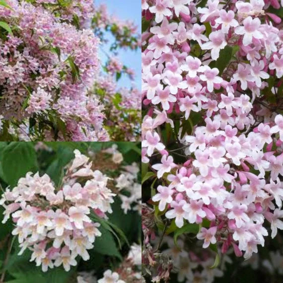 Rosa Linnaea Amabilis Blumensamen zur Aussaat – kompakt Wuchs – Traditionssorte & ohne Gentechnik Samen Hausgarten