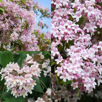 Rosa Linnaea Amabilis Blumensamen zur Aussaat – kompakt Wuchs – Traditionssorte & ohne Gentechnik Samen Hausgarten