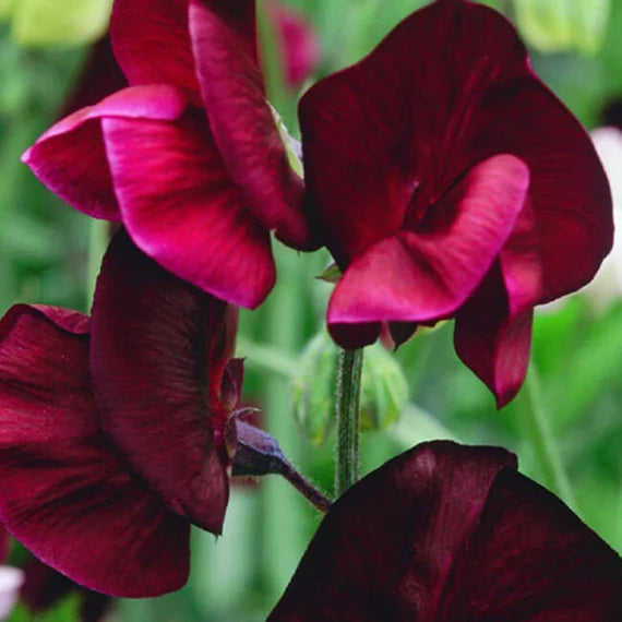 Pea Blumensamen zur Aussaat kompakt Wuchs Traditionssorte & ohne Gentechnik Samen Hausgarten