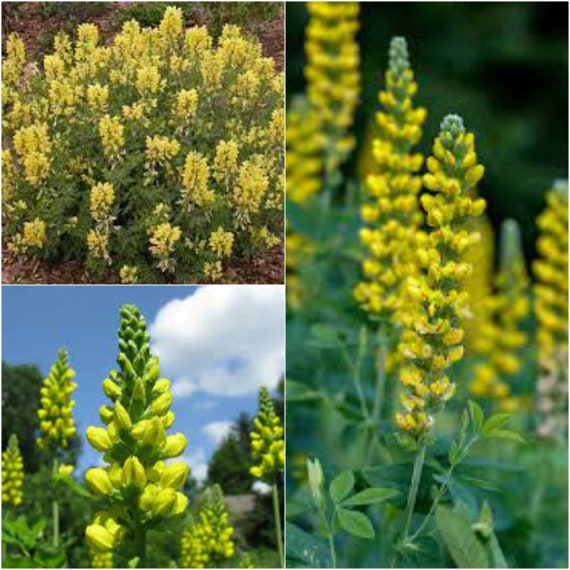 Carolina Lupine Lupinus spp Blumensamen zur Aussaat Blume Beet