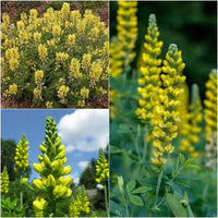Carolina Lupine Lupinus spp Blumensamen zur Aussaat Blume Beet
