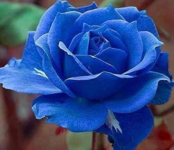 tief Blau Rose Blumensamen zur Aussaat leuchtend Traditionssorte & ohne Gentechnik Samen Hausgarten