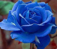 tief Blau Rose Blumensamen zur Aussaat leuchtend Traditionssorte & ohne Gentechnik Samen Hausgarten