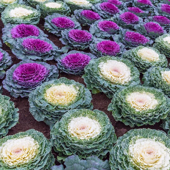 Violett Himmelblau Brassica Oleracea Blumensamen zur Aussaat farbenfroh Schau Traditionssorte & ohne Gentechnik Samen Hausgarten