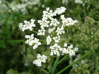 Anisum Blumensamen zur Aussaat Wildblume Mischung Traditionssorte & ohne Gentechnik Samen Hausgarten