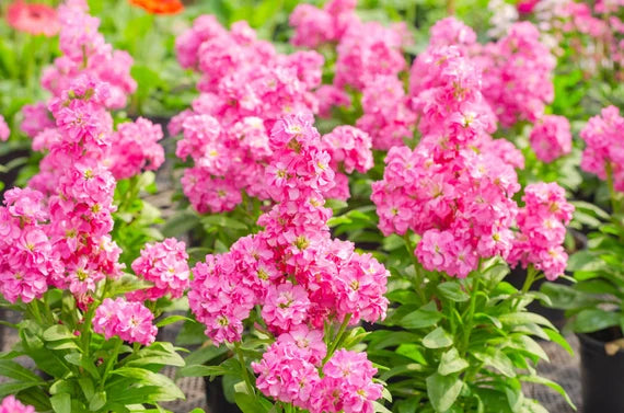 Rosa Levkoje Incana Blumensamen Blumensamen zur Aussaat Halbschatten verträglich Traditionssorte & ohne Gentechnik Samen Hausgarten