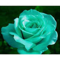 Sea Grün Rose Blume Aussaat – Samen Exquisite Blüten Garten