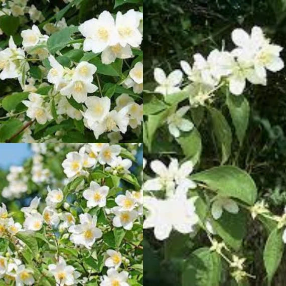 Philadelphus Coronarius Blumensamen zur Aussaat – kompakt Wuchs – Traditionssorte & ohne Gentechnik Samen Hausgarten