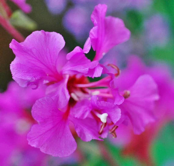 Lila elegant clarkia blume samen for anpflanzung - fragrant blossoms, heirloom & gmo free samen for home garten
 
 sale samen for anpflanzung in home garten