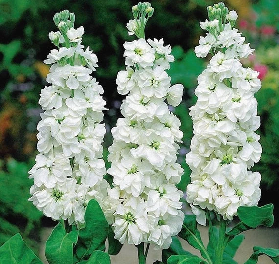 Weiß Levkoje Incana Blumensamen zur Aussaat – Bestäuber freundlich – Traditionssorte & ohne Gentechnik Samen Hausgarten