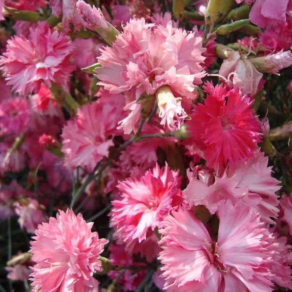 Rose Nelke Nelke Samen zur Aussaat Garten Rabatten Urban Spaces