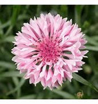 Rosa Centaurea Cyanus Samen farbenfroh Cornflowers